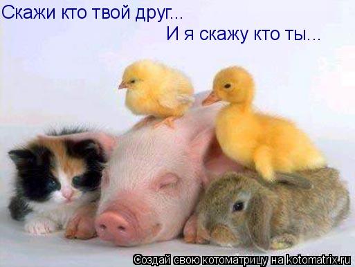 Скажи кто твой друг... И я скажу кто ты...... Котоматрица: Скажи кто твой друг... И я скажу кто ты...