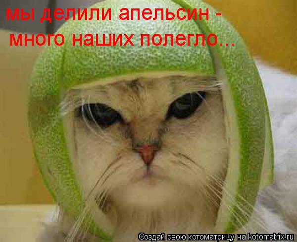 много наших полегло... мы делили апельсин -... Котоматрица: много наших полегло... мы делили апельсин -