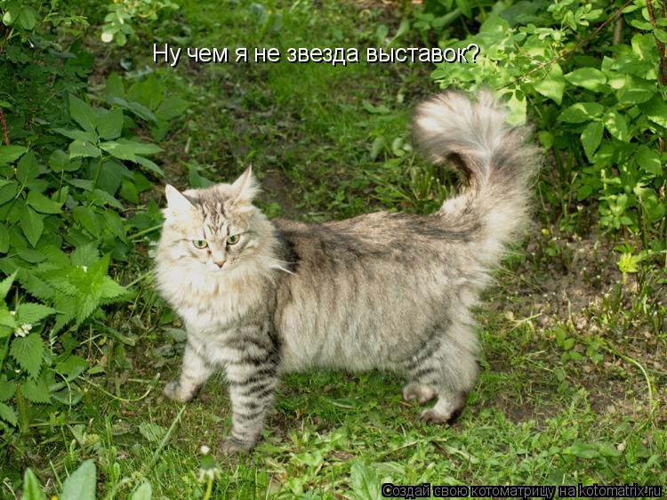Ну чем я не звезда выставок?... Котоматрица: Ну чем я не звезда выставок?