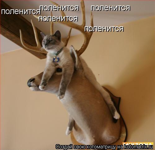 поленится поленится поленится поленится поленится... Котоматрица: поленится поленится поленится поленится поленится