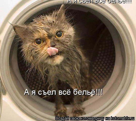 А я сьел всё бельё!!! А я съел всё бельё!!!... Котоматрица: А я сьел всё бельё!!! А я съел всё бельё!!!