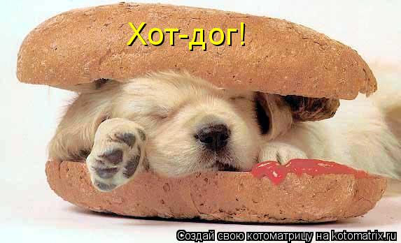 Хот-дог!... Котоматрица: Хот-дог!