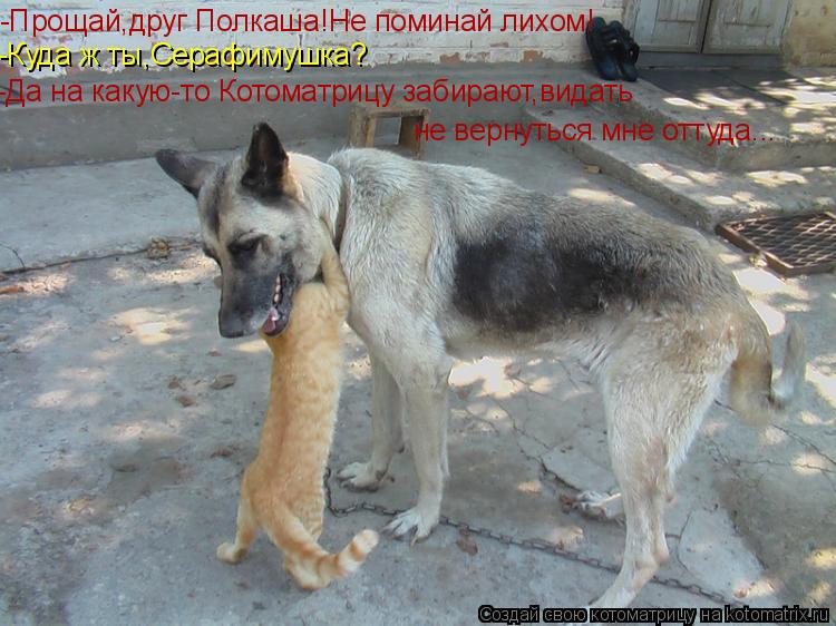 -Прощай,друг Полкаша!Не поминай лихом! -Куда ж ты,Серафимушка? -Да на какую-то Котоматрицу забирают,в... Котоматрица: -Прощай,друг Полкаша!Не поминай лихом! -Куда ж ты,Серафимушка? -Да на какую-то Котоматрицу забирают,видать не вернуться мне оттуда...