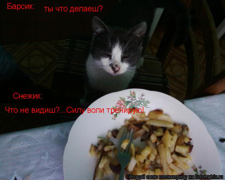 Барсик: ты что делаеш? Снежик: Что не видиш?...Силу воли тренирую!... Котоматрица: Барсик: ты что делаеш? Снежик: Что не видиш?...Силу воли тренирую!