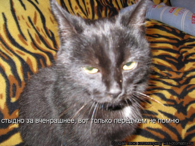 стыдно за вченрашнее, вот только перед кем не помню... Котоматрица: стыдно за вченрашнее, вот только перед кем не помню