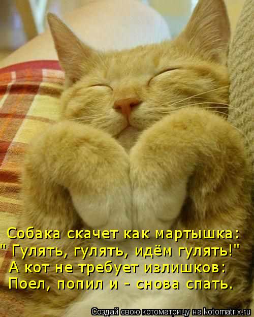 Собака скачет как мартышка: " Гулять, гулять, идём гулять!" А кот не требует излишков: Поел, попил и ... Котоматрица: Собака скачет как мартышка: " Гулять, гулять, идём гулять!" А кот не требует излишков: Поел, попил и - снова спать.