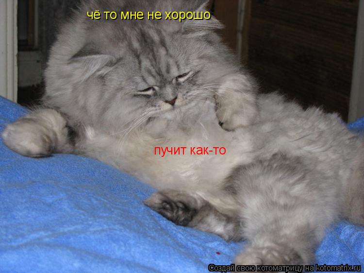 чё то мне не хорошо пучит как-то... Котоматрица: чё то мне не хорошо пучит как-то