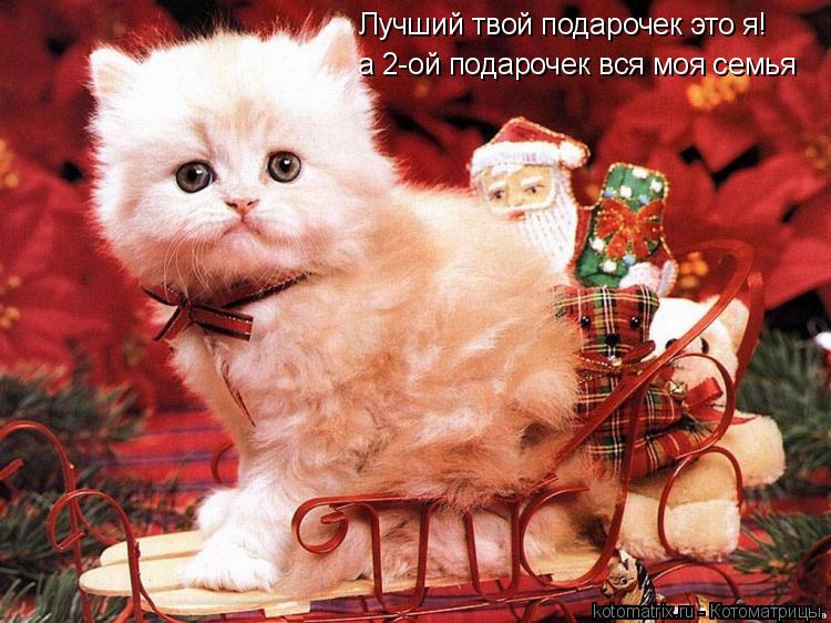Лучший твой подарочек это я! а 2-ой подарочек вся моя семья... Котоматрица: Лучший твой подарочек это я! а 2-ой подарочек вся моя семья