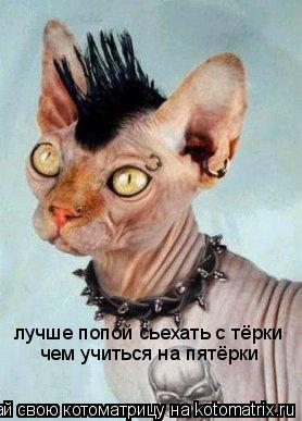 лучше попой сьехать с тёрки чем учиться на пятёрки... Котоматрица: лучше попой сьехать с тёрки чем учиться на пятёрки
