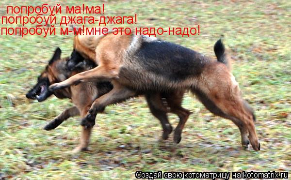 попробуй ма!ма! попробуй джага-джага! попробуй м-м!мне это надо-надо!... Котоматрица: попробуй ма!ма! попробуй джага-джага! попробуй м-м!мне это надо-надо!