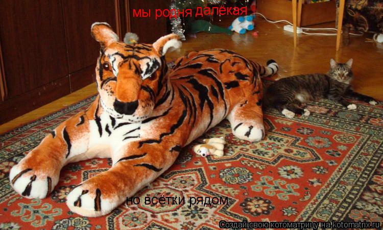 мы родня далёкая но всётки рядом... Котоматрица: мы родня далёкая но всётки рядом