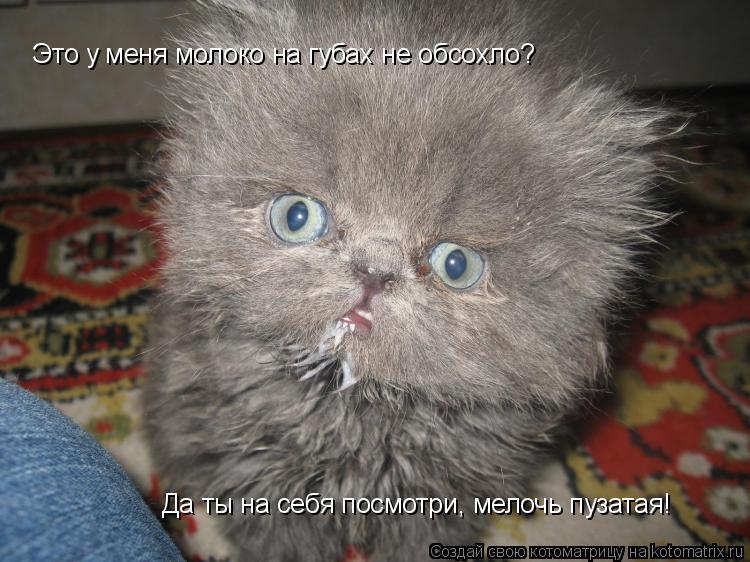 Это у меня молоко на губах не обсохло? Да ты на себя посмотри, мелочь пузатая!... Котоматрица: Это у меня молоко на губах не обсохло? Да ты на себя посмотри, мелочь пузатая!