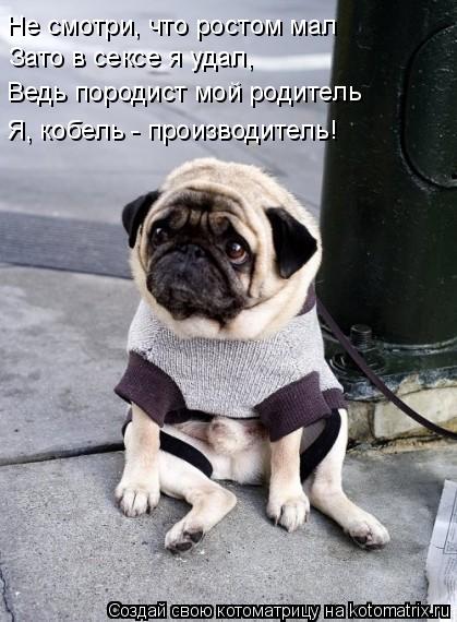 Не смотри, что ростом мал Зато в сексе я удал, Ведь породист мой родитель Я, кобель - производитель!... Котоматрица: Не смотри, что ростом мал Зато в сексе я удал, Ведь породист мой родитель Я, кобель - производитель!