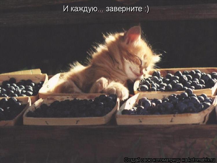 И каждую... заверните :)... Котоматрица: И каждую... заверните :)