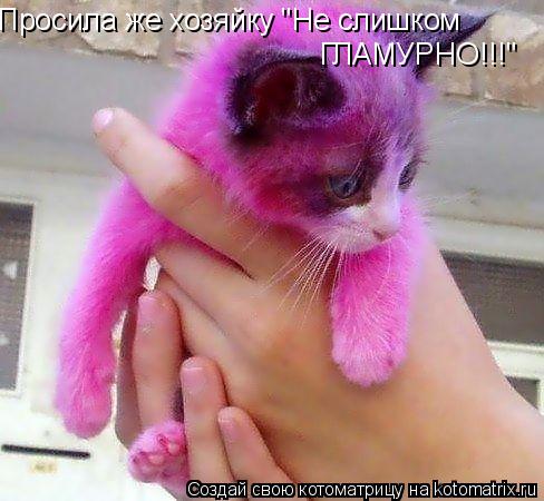 Просила же хозяйку "Не слишком ГЛАМУРНО!!!"... Котоматрица: Просила же хозяйку "Не слишком ГЛАМУРНО!!!"