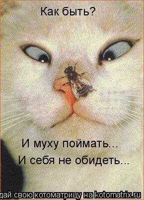 И муху поймать... И себя не обидеть... Как быть?... Котоматрица: И муху поймать... И себя не обидеть... Как быть?