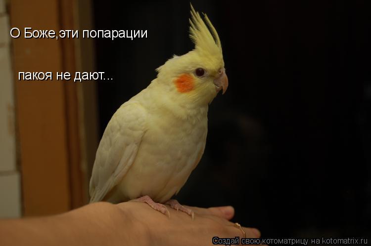 О Боже,эти попарации пакоя не дают...... Котоматрица: О Боже,эти попарации пакоя не дают...