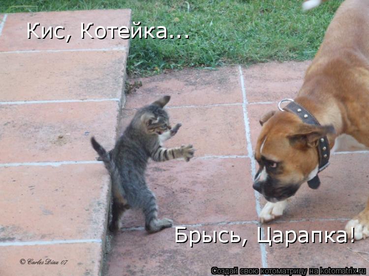 Кис, Котейка... Брысь, Царапка!... Котоматрица: Кис, Котейка... Брысь, Царапка!