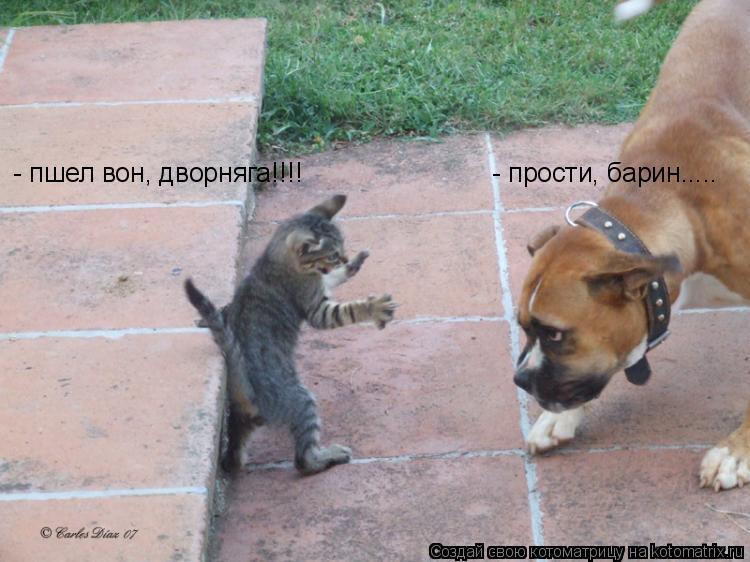 - пшел вон, дворняга!!!! - прости, барин........ Котоматрица: - пшел вон, дворняга!!!! - прости, барин.....