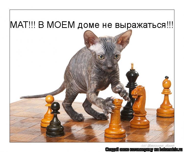 МАТ!!! В МОЕМ доме не выражаться!!!... Котоматрица: МАТ!!! В МОЕМ доме не выражаться!!!