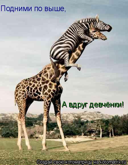 Подними по выше, А вдруг девчёнки!... Котоматрица: Подними по выше, А вдруг девчёнки!