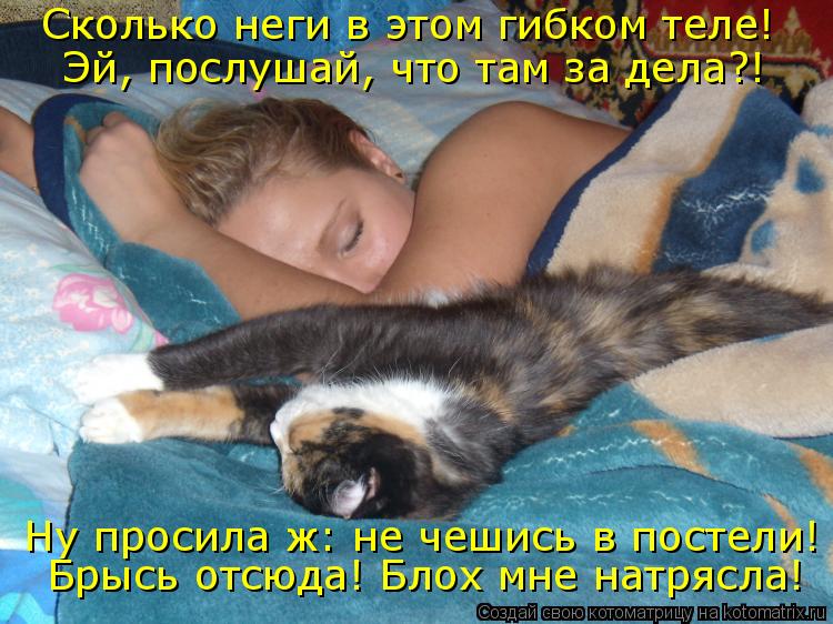 Ну просила ж: не чешись в постели! Брысь отсюда! Блох мне натрясла! Эй, послушай, что там за дела?! С... Котоматрица: Ну просила ж: не чешись в постели! Брысь отсюда! Блох мне натрясла! Эй, послушай, что там за дела?! Сколько неги в этом гибком теле!