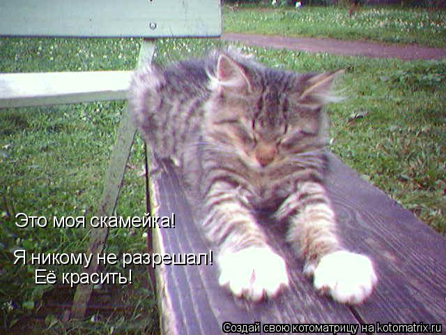 Котоматрица: Это моя скамейка! Я никому не разрешал! Её красить!