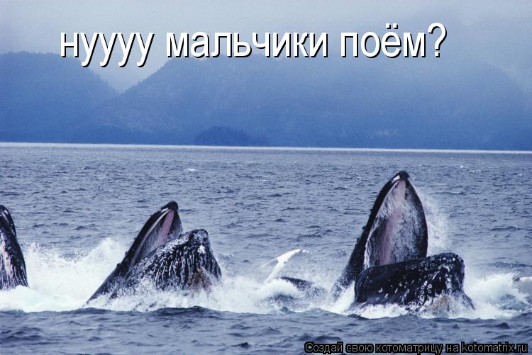 нуууу мальчики поём?... Котоматрица: нуууу мальчики поём?