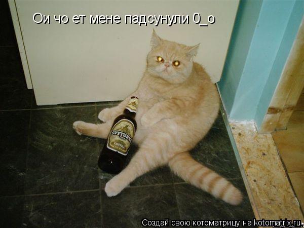 Ои чо ет мене падсунули 0_о... Котоматрица: Ои чо ет мене падсунули 0_о