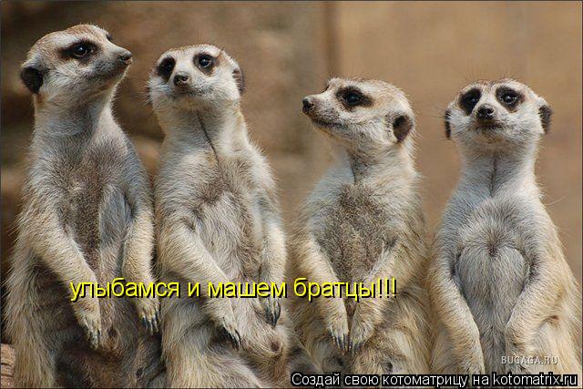 улыбамся и машем братцы!!!... Котоматрица: улыбамся и машем братцы!!!