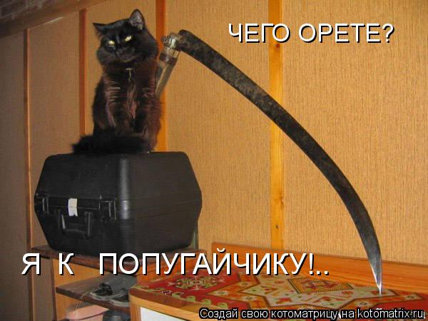 ЧЕГО ОРЕТЕ? Я К ПОПУГАЙЧИКУ!..... Котоматрица: ЧЕГО ОРЕТЕ? Я К ПОПУГАЙЧИКУ!..