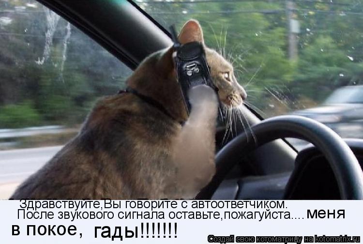 Здравствуйте,Вы говорите с автоответчиком. После звукового сигнала оставьте,пожагуйста.... меня в по... Котоматрица: Здравствуйте,Вы говорите с автоответчиком. После звукового сигнала оставьте,пожагуйста.... меня в покое, гады!!!!!!!