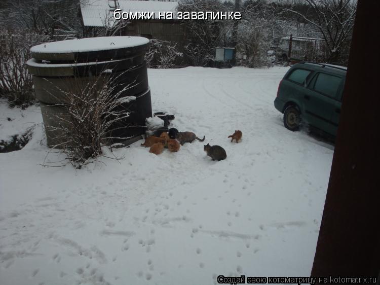 Котоматрица: бомжи на завалинке