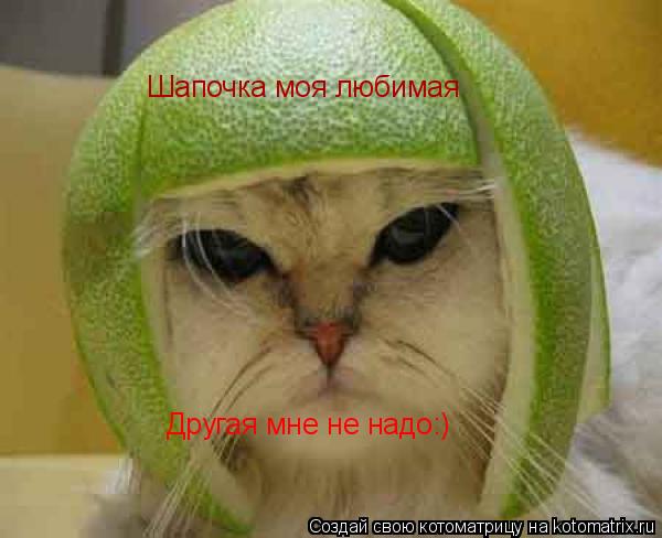 Шапочка моя любимая Другая мне не надо:)... Котоматрица: Шапочка моя любимая Другая мне не надо:)