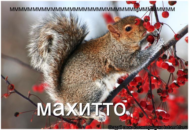 мммммммммммммммммммммммммммммммммммм махитто... Котоматрица: мммммммммммммммммммммммммммммммммммм махитто