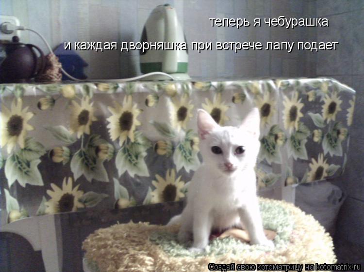 теперь я чебурашка и каждая дворняшка при встрече лапу подает... Котоматрица: теперь я чебурашка и каждая дворняшка при встрече лапу подает