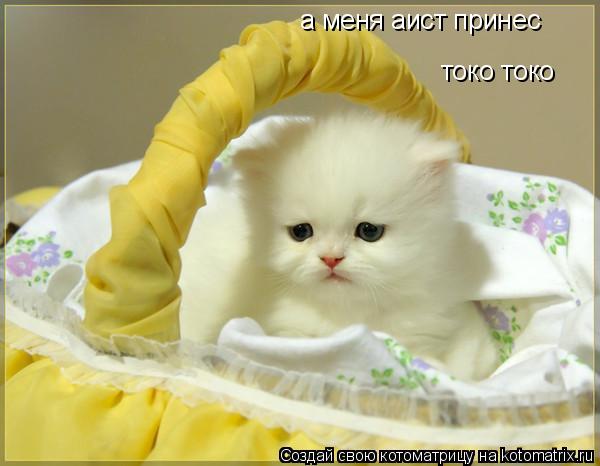 а меня аист принес токо токо... Котоматрица: а меня аист принес токо токо