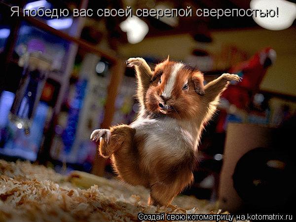 Я победю вас своей сверепой сверепостью!... Котоматрица: Я победю вас своей сверепой сверепостью!