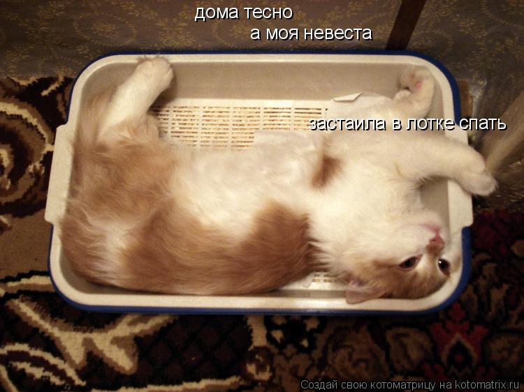 дома тесно а моя невеста застаила в лотке спать... Котоматрица: дома тесно а моя невеста застаила в лотке спать