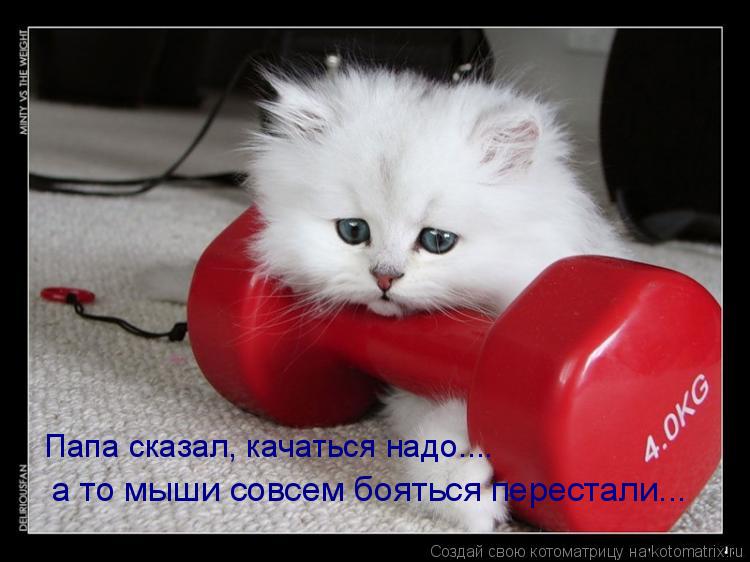 Котоматрица: а то мыши совсем бояться перестали... Папа сказал, качаться надо....
