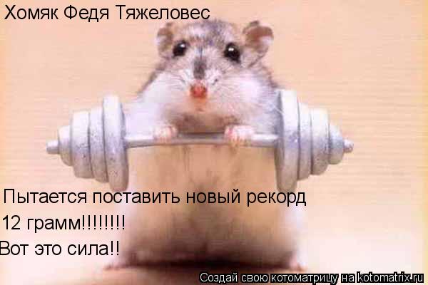 Хомяк Федя Тяжеловес Пытается поставить новый рекорд 12 грамм!!!!!!!! Вот это сила!!... Котоматрица: Хомяк Федя Тяжеловес Пытается поставить новый рекорд 12 грамм!!!!!!!! Вот это сила!!