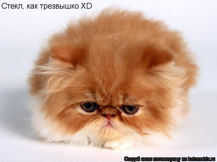Стекл, как трезвышко XD... Котоматрица: Стекл, как трезвышко XD