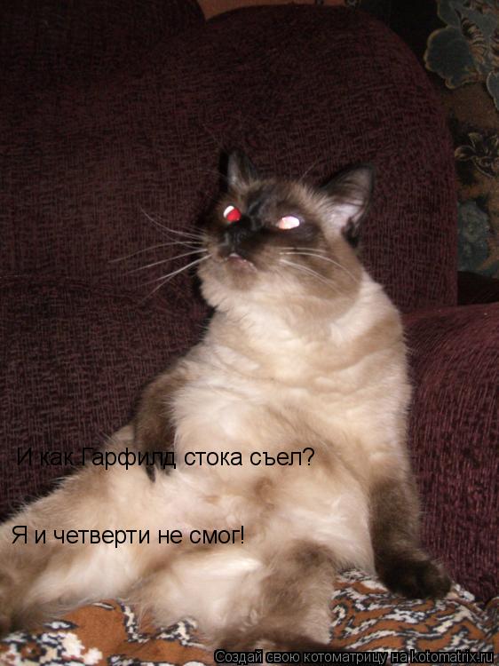 Котоматрица: Я и четверти не смог! И как Гарфилд стока съел?