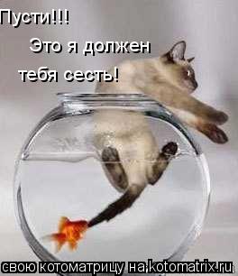 Пусти!!! Это я должен тебя сесть!... Котоматрица: Пусти!!! Это я должен тебя сесть!