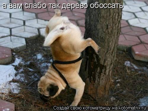 а вам слабо так дерево обоссать... Котоматрица: а вам слабо так дерево обоссать