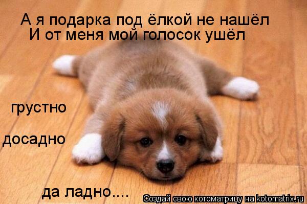 А я подарка под ёлкой не нашёл И от меня мой голосок ушёл грустно досадно да ладно....... Котоматрица: А я подарка под ёлкой не нашёл И от меня мой голосок ушёл грустно досадно да ладно....