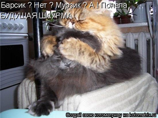 Барсик ? Нет ? Мурзик ? А ! Понела БУДУЩАЯ ШАУРМА... Котоматрица: Барсик ? Нет ? Мурзик ? А ! Понела БУДУЩАЯ ШАУРМА