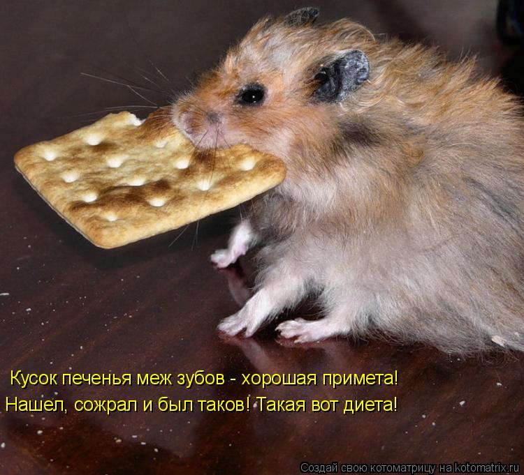 Кусок печенья меж зубов - хорошая примета! Нашел, сожрал и был таков! Такая вот диета!... Котоматрица: Кусок печенья меж зубов - хорошая примета! Нашел, сожрал и был таков! Такая вот диета!