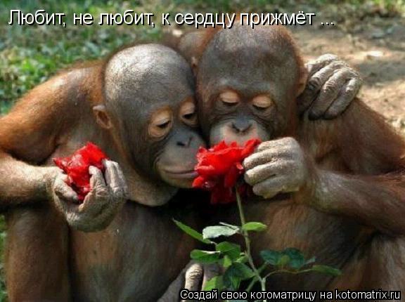 Любишь, не любишь... Любит, не любит, к сердцу прижмёт ...... Котоматрица: Любишь, не любишь... Любит, не любит, к сердцу прижмёт ...