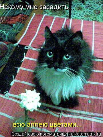 Некому мне засадить... всю аллею цветами...... Котоматрица: Некому мне засадить... всю аллею цветами...